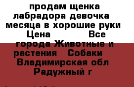 продам щенка лабрадора девочка 2 месяца в хорошие руки › Цена ­ 8 000 - Все города Животные и растения » Собаки   . Владимирская обл.,Радужный г.